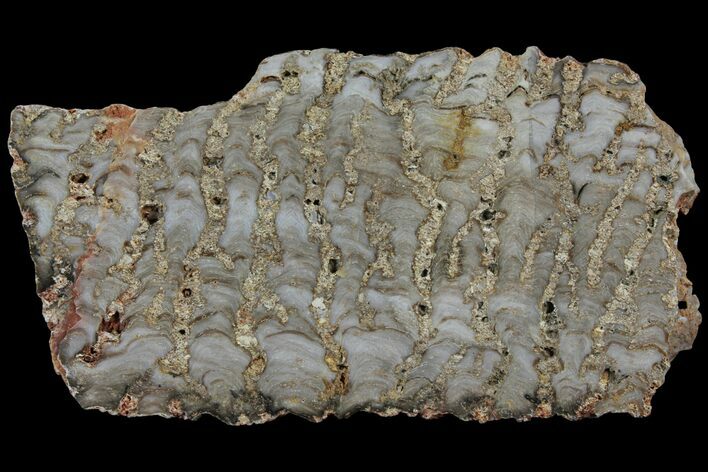 Paleoproterozoic Columnar Stromatolite (Eucapsiphora) - Australia #96218